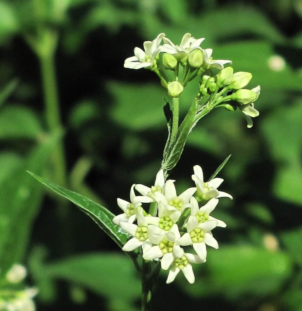 Vincetoxicum hirundinaria